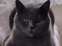 British shorthair oğlum