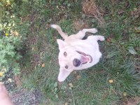 LABRADOR KÖPEĞİMİZİ SAHİPLENDİRME