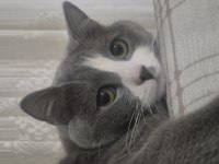 British Shorthair (Melez)