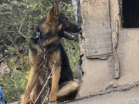 Anne malinois baba alman kurdu