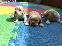 3 erkek cavalier king charles yavru