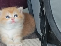 Golden British Shorthair Muhteşem Yavrular