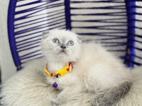 Scottish Fold Bluepoint Dişi Erkek Yavrular