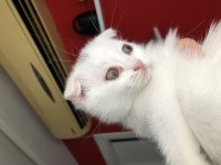 Scottish Fold Yavrular
