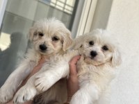 Türkiyede nadir bulunan bichon frise