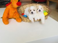 Maltese Terrier Sıfır Numara Büyümeyen Yavrularım
