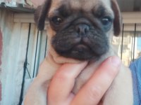Pug Mops Bebekler