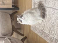Ragdoll sealbicolor dişimizi sahiplendiriyoruz