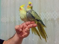 Renk Güzeli Isırma Bilmeyen Sultan Papağanlar