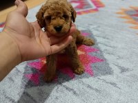 Toy bebekler poodle