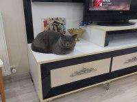 British shorthair yuva arıyoruz