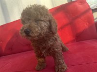 Teacup kore baba toy poodle annenin yavruları