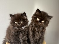 British Longhair Yavrularımız