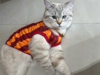 BRİTİSH SHORTHAİR OĞLUMUZA ARKADAŞ ARIYORUZ