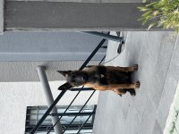 5 Aylık Temel İtaat Eğitimi Mevcut Dişi Malinois
