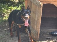 1 yaş erkek doberman