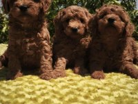 Toy Poodle Yavru Köpeklerimiz