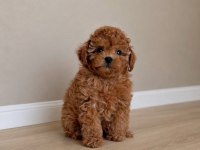 Maltipoo Bebekler 