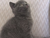 Kalan son british shorthair yavrumuz yuvasına gitmeye hazır