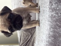 PUG YAVRU SAHİBİNDEN SAHİPLENDİRME ÜCRETLİ