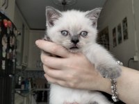 British Shorthair Yavrularımız Irk Sağlık Garantili
