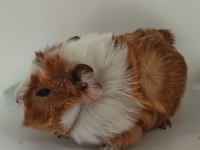 Guinea pigler