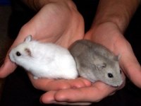 Albino spidi gonzales hamster yavru ve yetişkinler