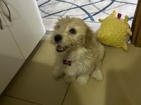 KÜÇÜK SEVGİ DOLU KÖPEĞİMİZE ÖMÜRLÜK YUVA ARIYORUZ