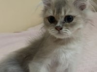2 buçuk aylık british longhair bebek