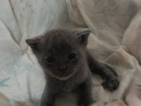 Yavru scottish fold kedimiz