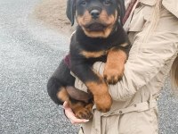 Evinizin neşesi rottweiler bebişler her yere kapıda öde