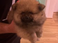 2 aylık ayı surat pomeranian yavrularımız