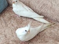 Albino sultan papağanı dişi erkek bilmiyorum