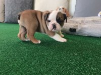 Petmode Köpek Çiftliğinden englis bulldog