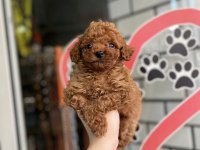 Toy Poodle Yavru Köpeklerimiz