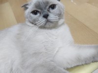 Blue point dişi scottish fold