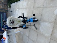 Pekinez köpeğimize yeni sahibini arıyoruz