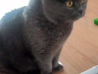 Scottish fold badem yuvasını arıyor