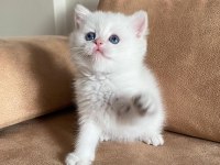 SAF KAN BRİTİSH BLUE POİNT
