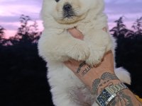 CHOW CHOW BEBEKLER