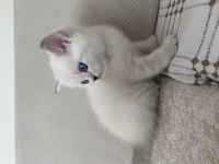 British shorthair annemizin ilk yavruları