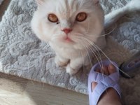 Yetişkin eğitimli kısır british longhair