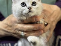 Safkan oyuncu scottish fold bebekler yuvalarını bekliyor