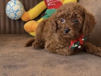 Kore anne babadan lekesiz en koyu renk poodle yavru