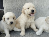 Golden bebekler