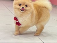 Yetişkin dişi 8 aylık pomeranian