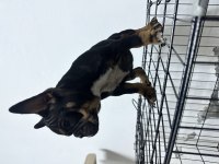 Egzotik anatomi harikası Black Tan french bulldog