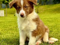 Border Collie Yavruları Aşıları tam 