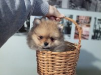 ORJİNAL POMERANİAN BOO KÖPEĞİ