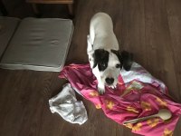 KÖPEĞİMİZ PAMUK KALICI YUVA ARIYOR